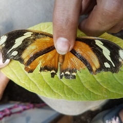 Consul fabius cecrops