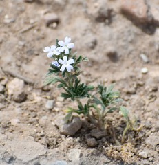 Glandularia quadrangulata