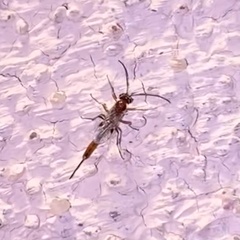 Meteorinae