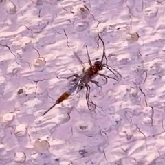 Meteorinae