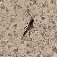Meteorinae