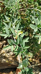 Alyssoides utriculata