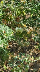 Alyssoides utriculata