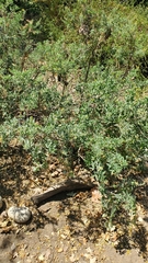 Alyssoides utriculata