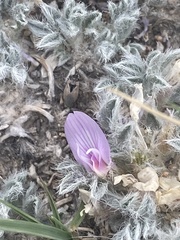 Astragalus tridactylicus