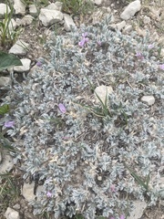 Astragalus tridactylicus