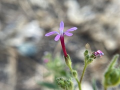 Allophyllum divaricatum