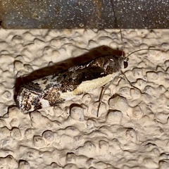 Tarache augustipennis