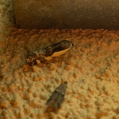 Tarache augustipennis
