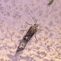 Tarache augustipennis