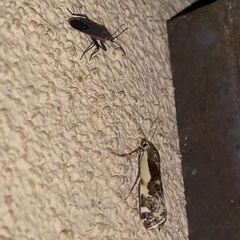 Tarache augustipennis