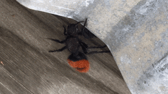 Dasymutilla clotho