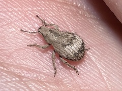 Pseudocneorhinus obesus