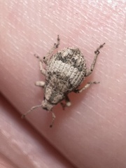 Pseudocneorhinus obesus