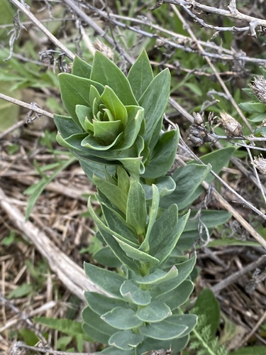 Balkan toadflax