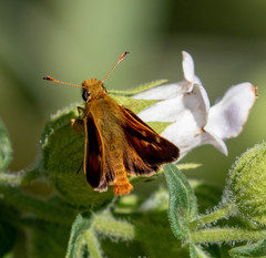Ochlodes agricola