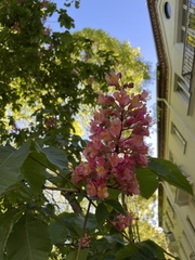 Aesculus × carnea