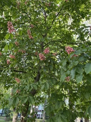 Aesculus × carnea
