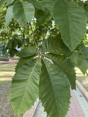 Aesculus × carnea