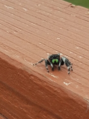 Phidippus audax