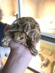 Psammobates oculifer