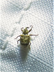 Conotrachelus recessus