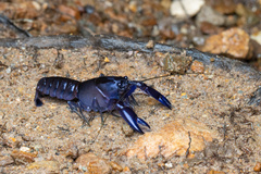Cherax robustus