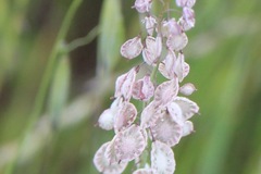 Thysanocarpus radians