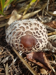 Chlorophyllum