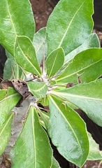 Pachypodium