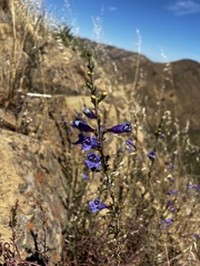 Penstemon heterophyllus purdyi
