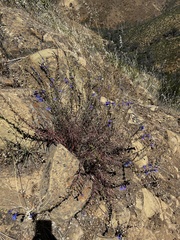 Penstemon heterophyllus purdyi