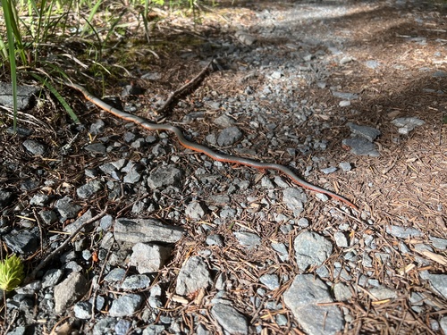 iNaturalist observation photo of Ring-necked Snake