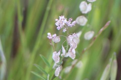 Thysanocarpus radians