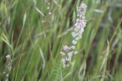 Thysanocarpus radians