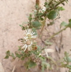 Pseudoconyza