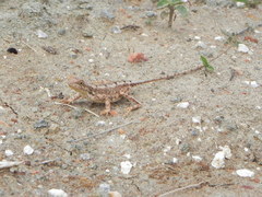 Sitana ponticeriana