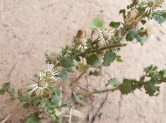 Pseudoconyza