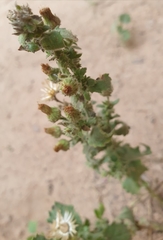 Pseudoconyza