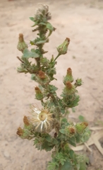 Pseudoconyza