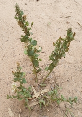 Pseudoconyza