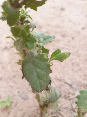 Pseudoconyza