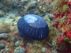 Aequorea forskalea