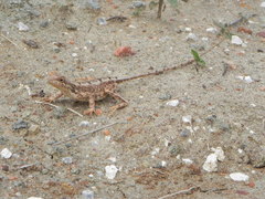 Sitana ponticeriana
