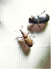 Magdalis armicollis