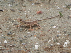 Sitana ponticeriana