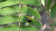 Compsapoderus erythrogaster