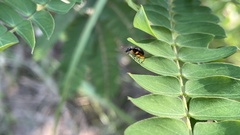 Compsapoderus erythrogaster