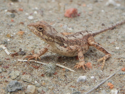 Sitana ponticeriana