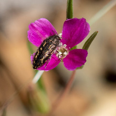 Acmaeodera connexa
